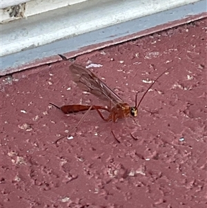 Unverified Wasp (Hymenoptera, Apocrita) at Higgins, ACT - 20 Oct 2025 by Jennybach