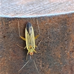 Austromiris viridissimus (Austromiris viridissimus) at Mitchell, ACT - 20 Oct 2025 by SteveBorkowskis