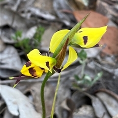 Diuris sulphurea (Tiger Orchid) at Bruce, ACT - Yesterday by SteveBorkowskis
