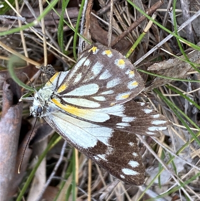 Belenois java (Caper White) at Bruce, ACT - 21 Oct 2025 by SteveBorkowskis