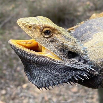 Pogona barbata (Eastern Bearded Dragon) at Bruce, ACT - 21 Oct 2025 by SteveBorkowskis