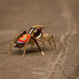 Maratus pavonis (Dunn's peacock spider) by Debbie05