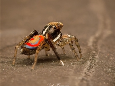 Maratus pavonis (Dunn's peacock spider) by Debbie05