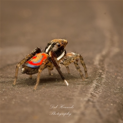 Maratus pavonis (Dunn's peacock spider) at Melba, ACT - 21 Oct 2025 by Debbie05