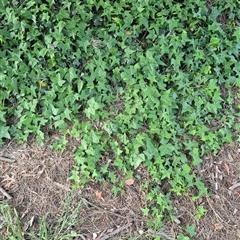 Hedera helix at Scullin, ACT - 21 Oct 2025 by texeon
