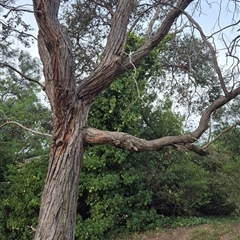 Hedera helix at Scullin, ACT - 21 Oct 2025 by texeon