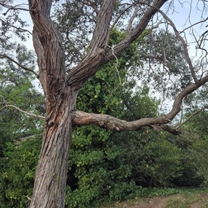 Hedera helix at Scullin, ACT - Yesterday by texeon