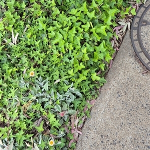 Hedera helix at Scullin, ACT - Yesterday by texeon