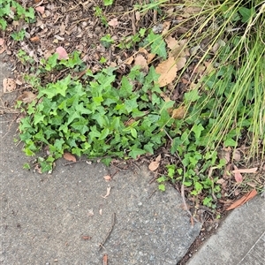 Hedera helix at Scullin, ACT - Yesterday by texeon