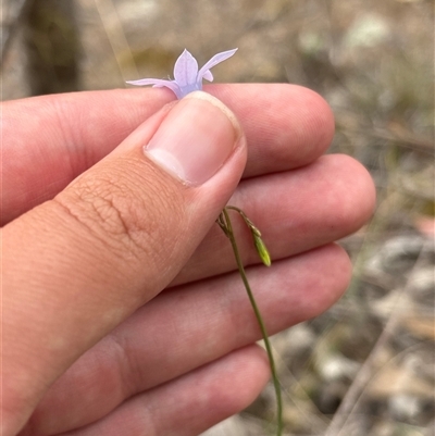 Wahlenbergia sp. at Chisholm, ACT - 21 Oct 2025 by KaiDewPHD