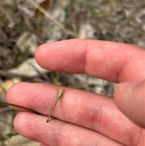 Wahlenbergia sp. at Chisholm, ACT - Yesterday by KaiDewPHD