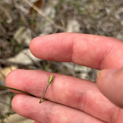 Wahlenbergia sp. at Chisholm, ACT - 21 Oct 2025 by KaiDewPHD