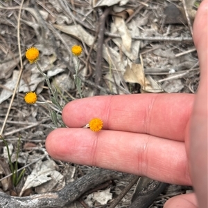 Chrysocephalum apiculatum (Common Everlasting) at Chisholm, ACT - 21 Oct 2025 by KaiDewPHD