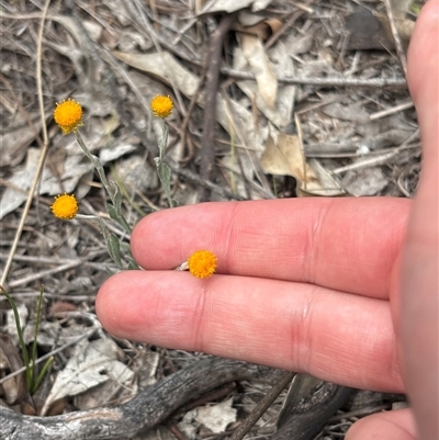 Chrysocephalum apiculatum (Common Everlasting) at Chisholm, ACT - 21 Oct 2025 by KaiDewPHD