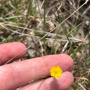 Unverified Daisy at Pialligo, ACT - Yesterday by KaiDewPHD