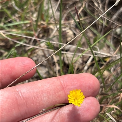 Unverified Daisy at Pialligo, ACT - 21 Oct 2025 by KaiDewPHD