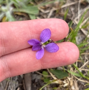 Unverified Other Wildflower or Herb at Pialligo, ACT - Yesterday by KaiDewPHD