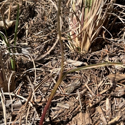 Thelymitra (genus) at Kambah, ACT - 16 Oct 2025 by Jellie