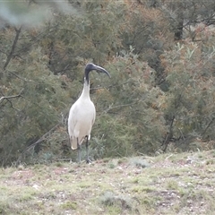 Threskiornis molucca (Australian White Ibis) at Yass River, NSW - 21 Oct 2025 by SenexRugosus