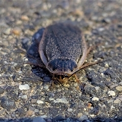 Calolampra sp. (genus) (Bark cockroach) at Gungahlin, ACT - 21 Oct 2025 by chriselidie