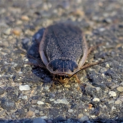 Calolampra sp. (genus) (Bark cockroach) at Gungahlin, ACT - 21 Oct 2025 by chriselidie
