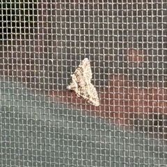Phrissogonus laticostata (Apple looper moth) at Aranda, ACT - 21 Oct 2025 by KMcCue