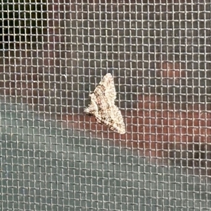 Phrissogonus laticostata (Apple looper moth) at Aranda, ACT - Yesterday by KMcCue