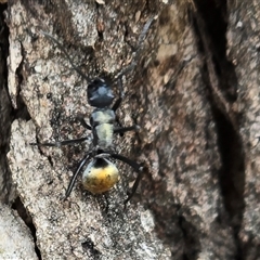 Polyrhachis ammon (Golden-spined Ant, Golden Ant) at Isaacs, ACT - Yesterday by Mike