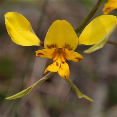 Diuris sp. (hybrid) (Hybrid Donkey Orchid) at Gundary, NSW - 17 Oct 2025 by RobG1