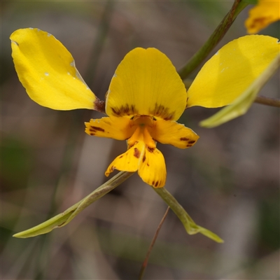 Diuris sp. (hybrid) (Hybrid Donkey Orchid) at Gundary, NSW - 17 Oct 2025 by RobG1