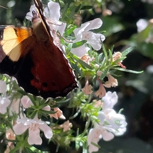 Unverified Butterfly (Lepidoptera, Rhopalocera) at Belconnen, ACT - 20 Oct 2025 by Dora
