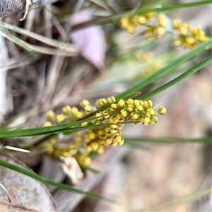 Lomandra (genus) at Campbell, ACT - Yesterday by Hejor1