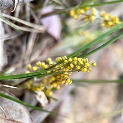 Lomandra multiflora (Many-flowered Matrush) at Campbell, ACT - 21 Oct 2025 by Hejor1