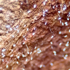 Neuroptera (order) (Unidentified lacewing) at Campbell, ACT - 21 Oct 2025 by Hejor1