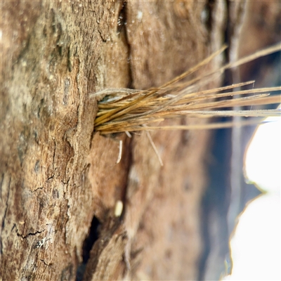Isodontia sp. (genus) (Unidentified Grass-carrying wasp) at Campbell, ACT - 21 Oct 2025 by Hejor1