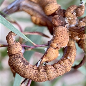 Uromycladium (genus) at Campbell, ACT - Yesterday by Hejor1