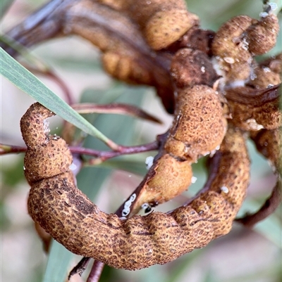 Uromycladium (genus) (A gall forming rust fungus) at Campbell, ACT - 21 Oct 2025 by Hejor1
