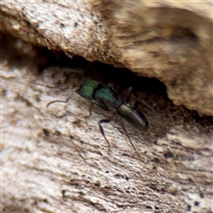 Rhytidoponera metallica (Greenhead ant) at Campbell, ACT - 21 Oct 2025 by Hejor1