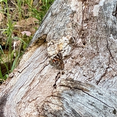 Vanessa kershawi (Australian Painted Lady) at Campbell, ACT - 21 Oct 2025 by Hejor1