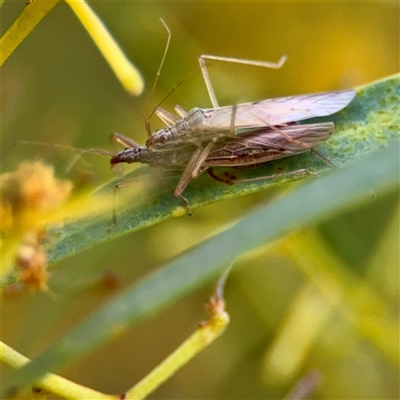 Nabis kinbergii (Damsel Bug) at Campbell, ACT - 21 Oct 2025 by Hejor1