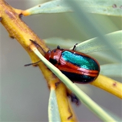 Calomela curtisi (Acacia leaf beetle) at Campbell, ACT - 21 Oct 2025 by Hejor1