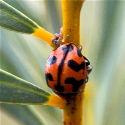Coccinella transversalis (Transverse Ladybird) at Campbell, ACT - 21 Oct 2025 by Hejor1
