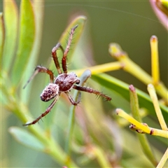 Araneinae (subfamily) at Campbell, ACT - 21 Oct 2025 by Hejor1