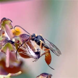 Ichneumonidae (family) at Campbell, ACT - Yesterday by Hejor1