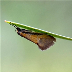Philobota undescribed species near arabella (A concealer moth) at Campbell, ACT - 21 Oct 2025 by Hejor1