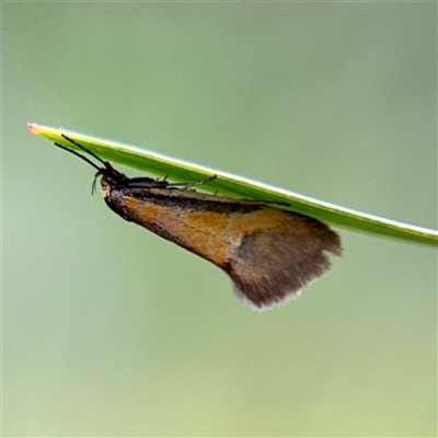 Philobota undescribed species near arabella (A concealer moth) at Campbell, ACT - 21 Oct 2025 by Hejor1