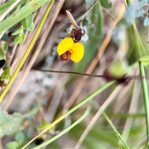 Bossiaea (genus) at Campbell, ACT - Yesterday by Hejor1
