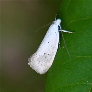 Xylorycta (genus) at Campbell, ACT - Yesterday by Hejor1