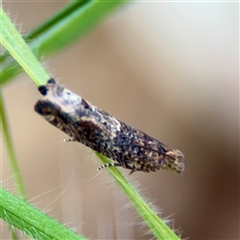 Crocidosema plebejana (Cotton Tipworm Moth) at Campbell, ACT - 21 Oct 2025 by Hejor1