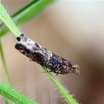 Crocidosema plebejana (Cotton Tipworm Moth) at Campbell, ACT - 21 Oct 2025 by Hejor1